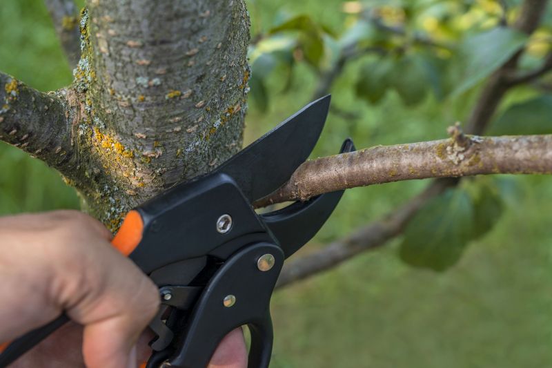 Tree and Shrub Trimming