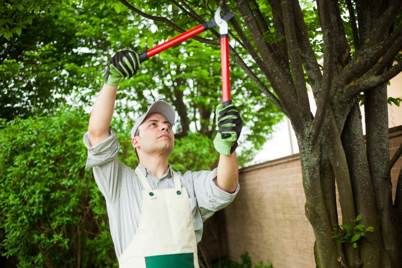 Tree and Shrub Trimming