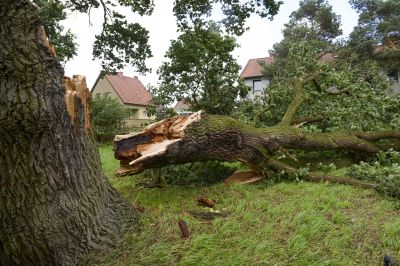 Residential Tree Down