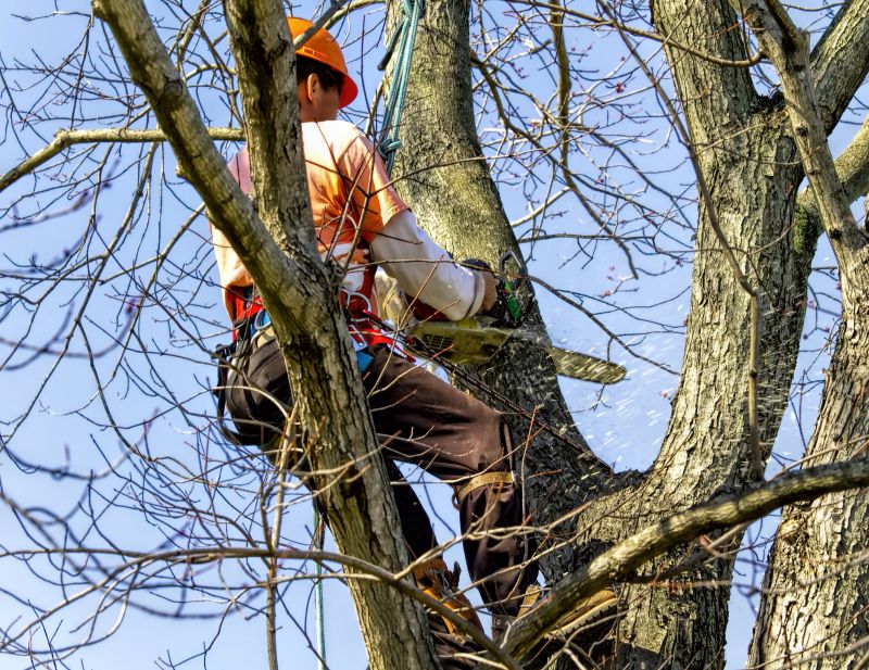 Residential Tree Clearance