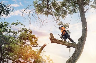 Arborist Consultation